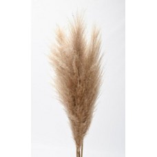 PAMPAS GRASS 45" (23-27" head) Natural